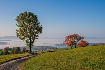 Colorful trees on meadow at sunrise with sun, mist and old road © Ivan