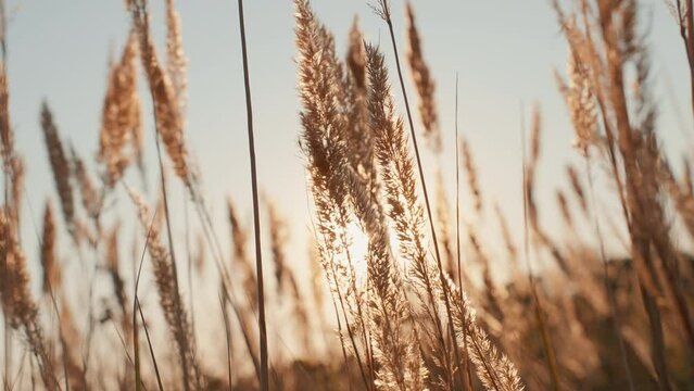 Golden spikelets of dry grass sway in wind in sunlight. Beautiful autumn in sun at sunset slow motion. Golden grass sways against blue sky. Nature panorama. Travel. Tourism