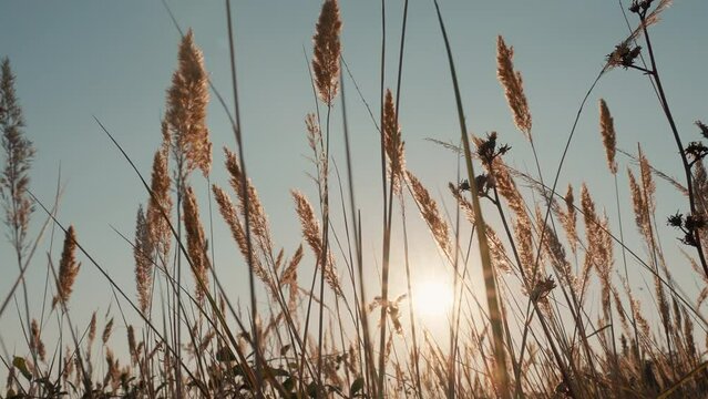 Golden spikelets of dry grass sway in wind in sunlight. Beautiful autumn in sun at sunset slow motion. Golden grass sways against blue sky. Nature panorama. Travel. Tourism