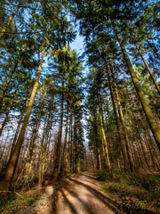 Fototapeta na wymiar Bäume im Mischwald