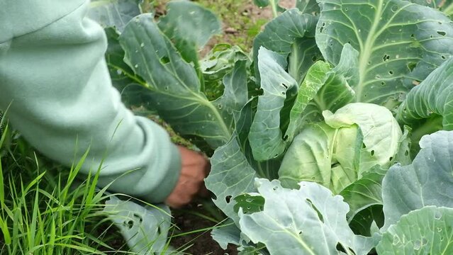 senior woman gardener tears off useless cabbage leaves eaten by insects. Care of the garden and vegetable garden.