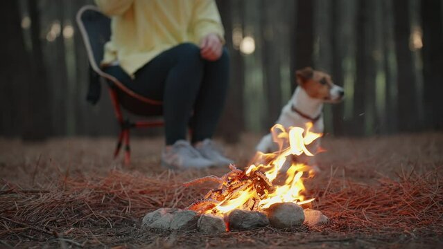 Tourists camping woman drinking cup hot tea dog Jack Russell Terrier high heat flame at sunset at forest autumn. Mother on  vacation by forest. Pet. Relax.  Family. Lifestyle. Travel Go Everywhere