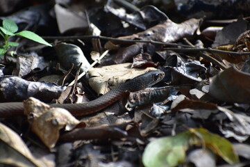eastern brown snake