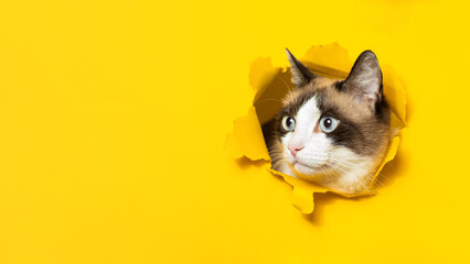 Portrait of cute cat breaking through hole in yellow paper background, panorama with free space, banner