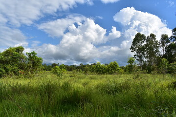 grass and sky