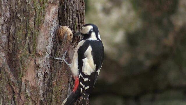 Greater spotted woodpecker, breaks a walnut stuck in a larch, Picchio rosso maggiore (Dendrocopos major)