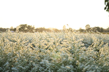 cutter flowers field in the morning