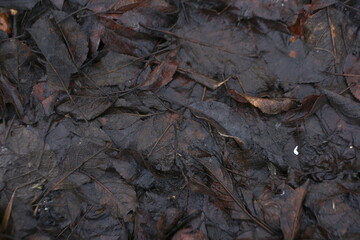 rotten wet leaves background texture