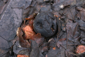 A rotten apple and rotten leaves of an apple tree