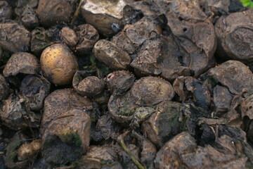 Potato. Lots of rotten potatoes