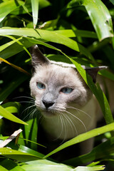 Grey Cat with blue eyes looking to the sun. in Nature