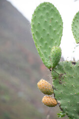 Paleta y fruto de Tuna