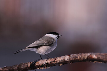 Marsh tit sitting sideways to the camera on a dry branch.