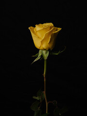 beautiful yellow rose isolated on black background