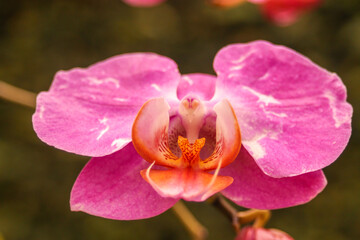 Orchid like a bird