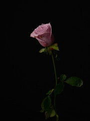 Fototapeta premium beautiful pink rose isolated on black background