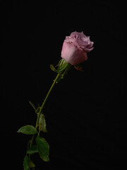 a beautiful pink rose