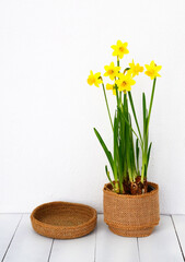 Yellow blooming daffodils in a pot and jute basket on a white stone background.Narcissus flowers.Home interior decoration,minimalist design or springtime holidays concept.