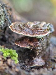 Baumpilze auf einem abgestorbenen Baum im herbstlichen Bayern vor softem Hintergrund