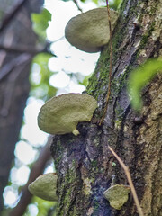 Baumpilze im Wald von unten vor hellem unscharfem Hintergrund