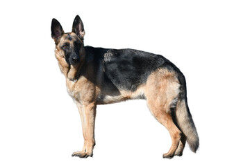Side view of a standing german shepherd dog on a white background