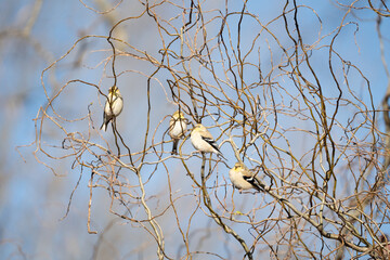 Birds on a Tree