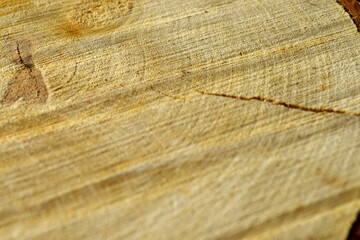 Astscheibe - Baumstamm - Jahresringe - Struktur