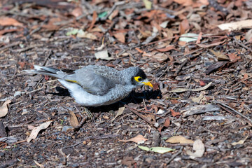 minor bird on the ground