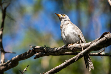 minor bird on a branch