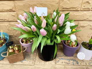 Beautiful pink tulips bouquet with bulbs in flowers shop, still life