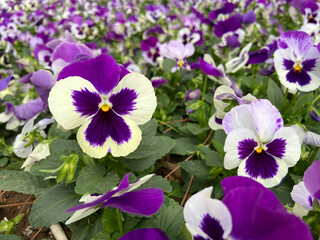 group of perennial white-violet Viola cornuta, known as horned pansy or horned violet,