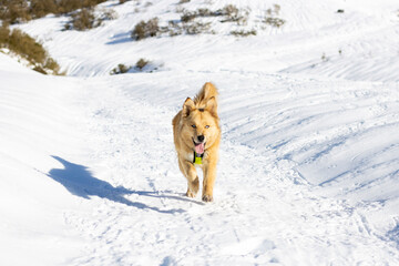 blue eyed tan dog with reflective yellow harness in snowy mountains