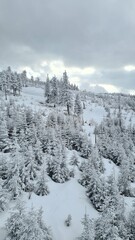 Snowy trees on slope panoramic view