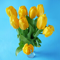 Obraz premium Beautiful romantic bouquet of yellow tulips on blue background. Lots of tulips, large bouquet.