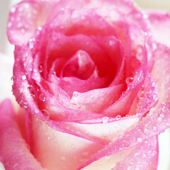 Beautiful fresh pink rose with water drops macro,