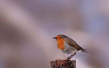 The robin stands sideways to the camera against a blurred background.
