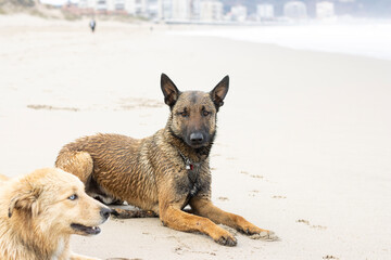 belgian malinois in the beach