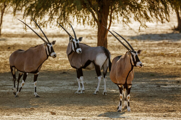 Three South African Oryx in alert in Kgalagadi transfrontier park, South Africa; specie Oryx...