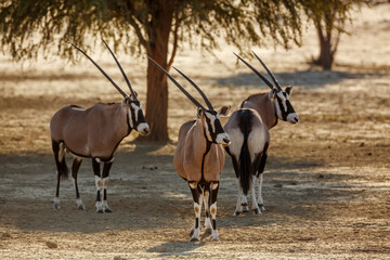 Naklejka na ściany i meble Three South African Oryx in alert in Kgalagadi transfrontier park, South Africa; specie Oryx gazella family of Bovidae