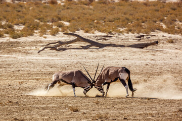 Two South African Oryx bull dueling in dry land in Kgalagadi transfrontier park, South Africa; specie Oryx gazella family of Bovidae