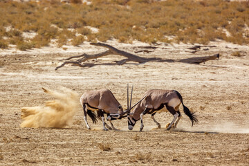 Two South African Oryx bull dueling in dry land in Kgalagadi transfrontier park, South Africa;...