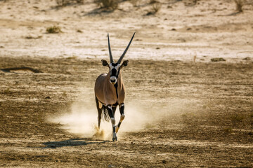 South African Oryx running front view in dry land in Kgalagadi transfrontier park, South Africa;...