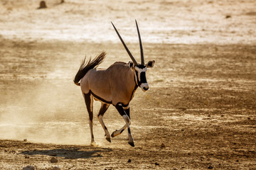 South African Oryx running front view in dry land in Kgalagadi transfrontier park, South Africa;...