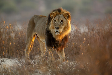 African lion male black mane front view in bush in Kgalagadi transfrontier park, South Africa  Specie panthera leo family of felidae © PACO COMO