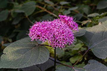 Flower Clerodendrum bungei. Natural sunlight. Beautiful lilac cap of fragrant  inflorescences in summer garden. Blurred dark background. Close-up. Selective focus. Nature concept for design.