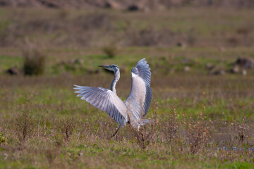 great gray waterfowl spreads its wings, Great Egret, Ardea alba