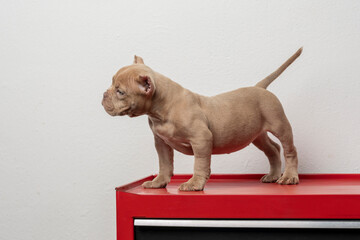 american bully puppy dog with a show pose