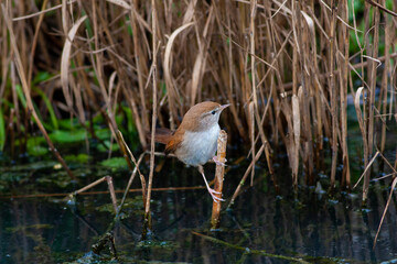 Little bird looking for food in the swamp, Savi`s Warbler, Locustella luscinioides