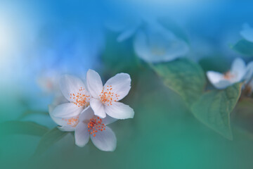 Beautiful Macro Photo.Jasmine Flowers.Border Art Design. Close up Photography.Conceptual Abstract Image.Blue Background.Fantasy Floral Art.Creative Wallpaper.Beautiful Nature Background.Spring,aroma.