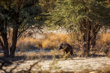 Brown hyena walking in its habitat in Kgalagadi transfrontier park, South Africa; specie Parahyaena brunnea family of Hyaenidae